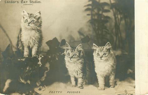 pretty pussies please