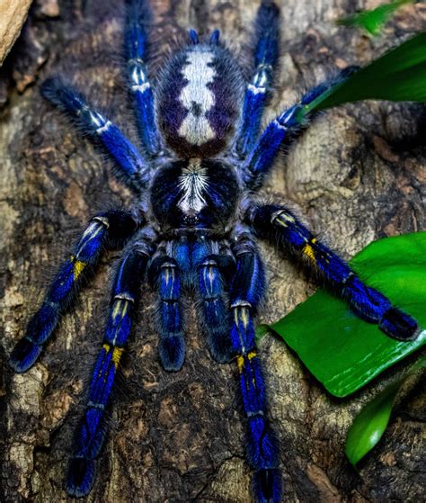 Pretty Tarantula
