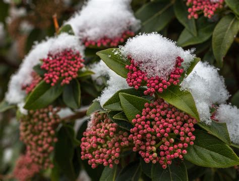 Prevention Of Winter Kill On Hydrangea How To Protect Hydrangeas From