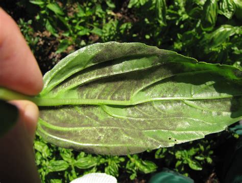 How to Treat Downy Mildew on Basil Home Stratosphere