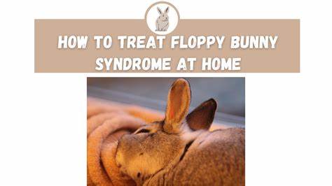prevent floppy bunny syndrome