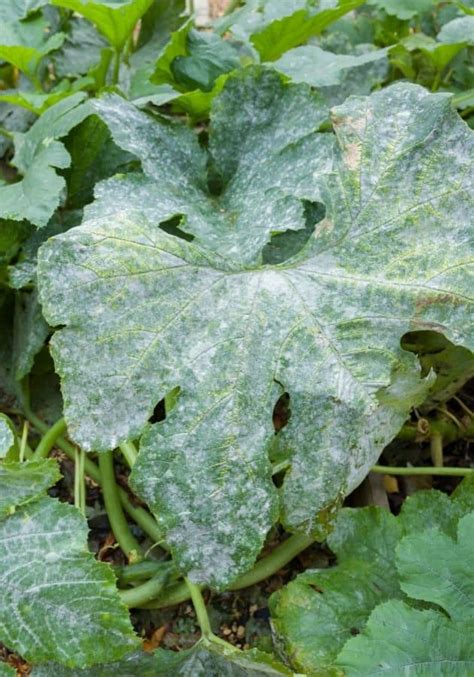 How to Get Rid of White Powdery Mildew on Squash Leaves One Hundred