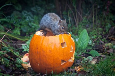 Prevent Squirrels From Eating Pumpkins