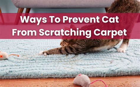 Cat Carpet Doorway Protector Carpet Scratch Stopper Stop Cats from Scratching, H