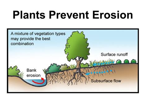 Prevents Soil Erosion