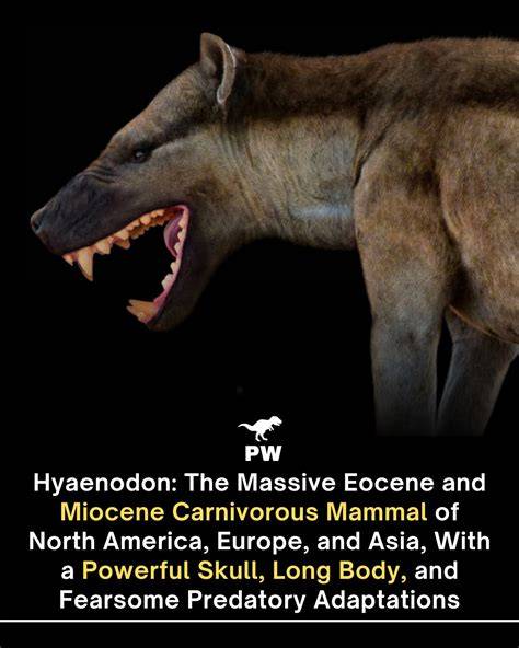 Prey Selection Strategies of Hyaenodon giganteum