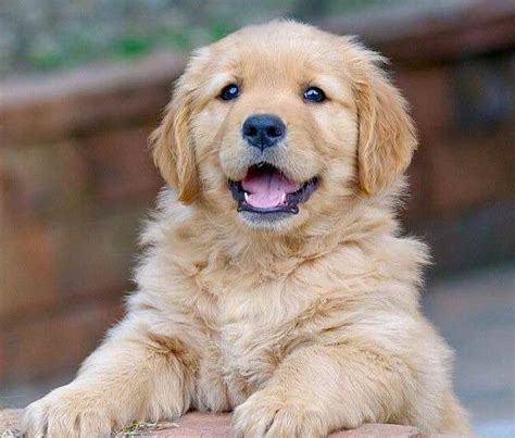 price for a golden retriever puppy