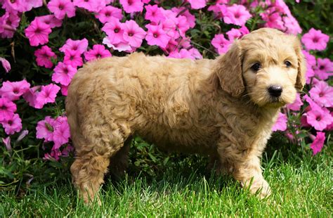 price for a goldendoodle