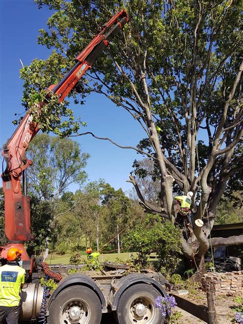 Price For Tree Lopping