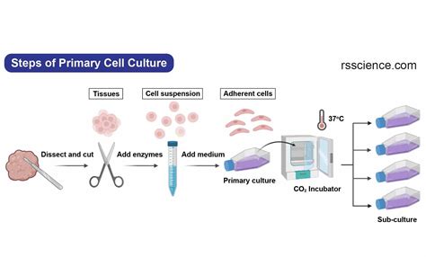 Primary Cell Culture Guide