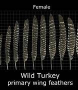 primary feathers of a turkey