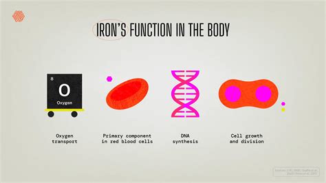 Primary Function Of Iron