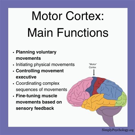 PPT Central Nervous System PowerPoint Presentation, free download