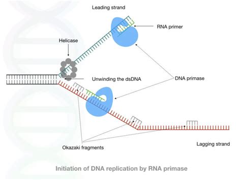 Primase Function In Dna Replication Simple