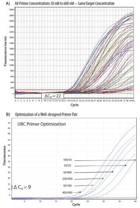 Primer Concentration For Pcr