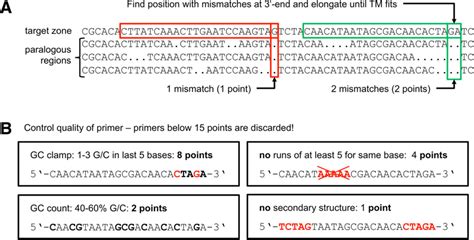 Primer Design Mismatch