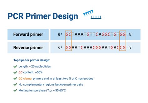 Primer Design Rules For Pcr