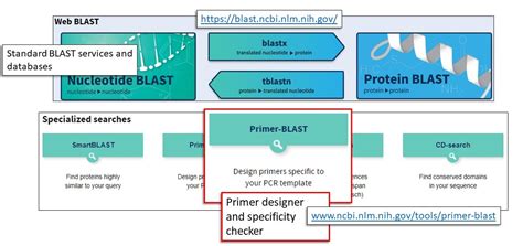 Primer Design Using Blast
