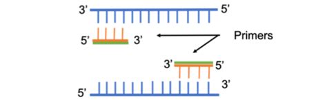 Primer Dna Template