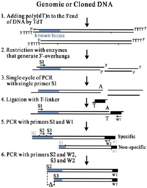 Primer Walking Pcr