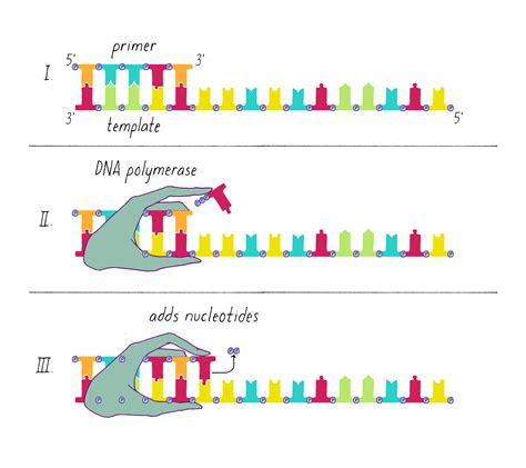 Primers Do Dna