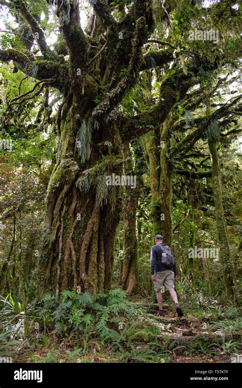 primeval forest walk