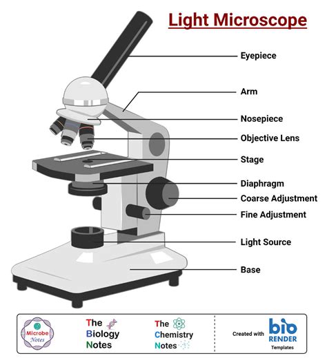 What is a Microscope? Function and Magnification Rs' Science