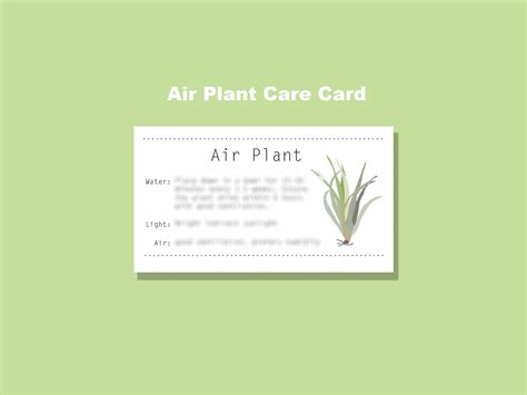 Printable Air Plant Care Card: Everything You Need To Know