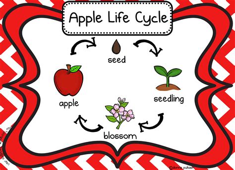 Printable Apple Life Cycle