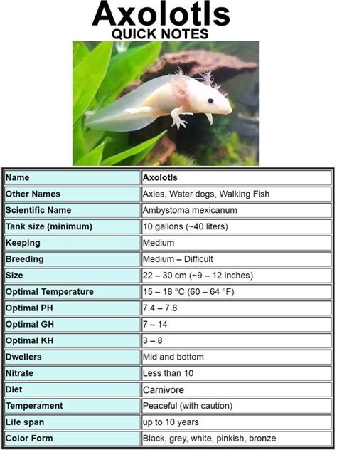 Axolotl Care Sheet. Learn the basics of Axolotl habitat setup and care