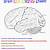 printable brain worksheet
