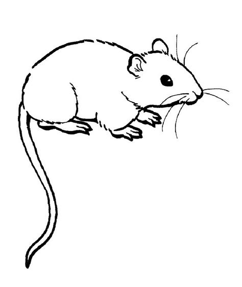printable coloring pages rats cats