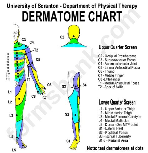 Printable Dermatome Chart Pdf: Everything You Need To Know