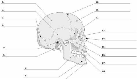 Skull diagram, lateral view with labels part 1 - Axial Ske… | Flickr
