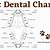 printable feline dental chart