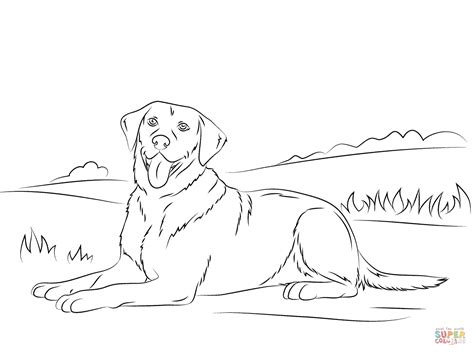 labrador coloring page by CanisSimensis on DeviantArt