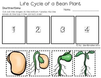 Baby potatoes Life cycle of a bean plant Life cycles, Plant life