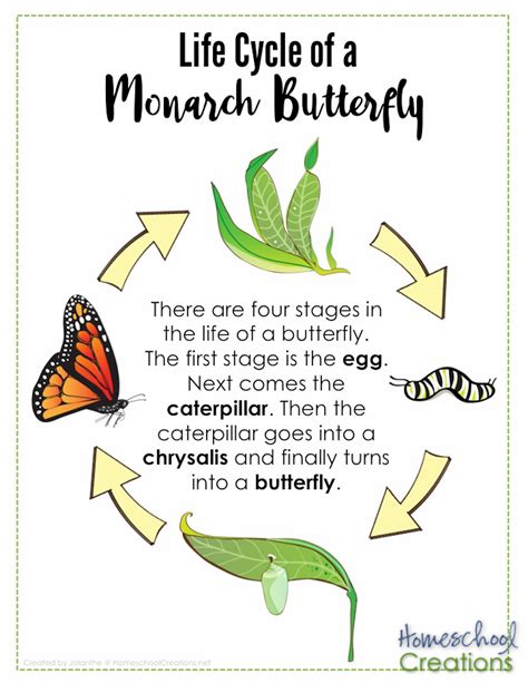 Printable Monarch Butterfly Life Cycle