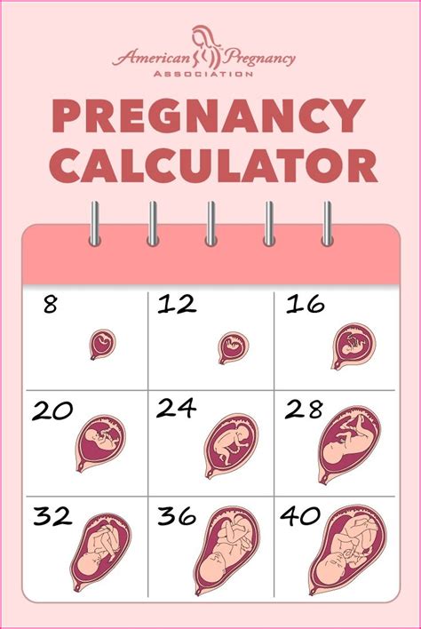 Free 33 Weeks Pregnant Cliparts, Download Free 33 Weeks Pregnant
