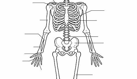 Printable Skeleton Worksheets