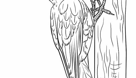 Printable Woodpecker Coloring Page