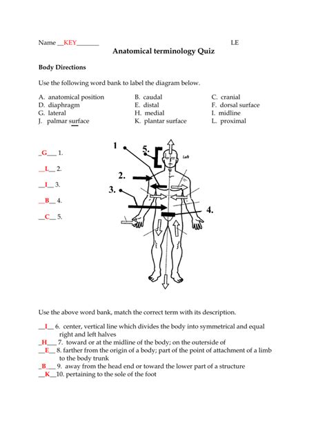 Printable Anatomical Terminology Worksheet