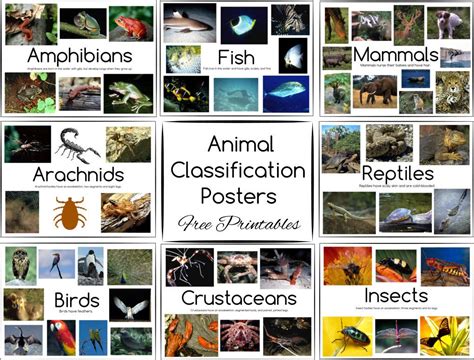 Printable Animal Classification Chart