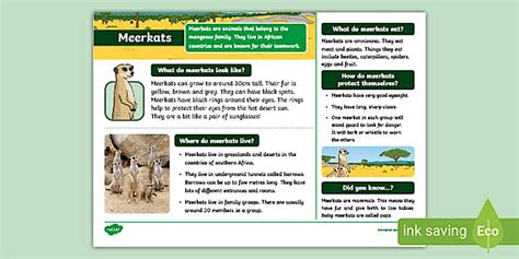 Printable Article On Meerkat