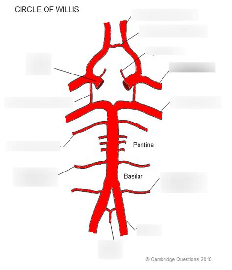 Printable Blank Circle Of Willis