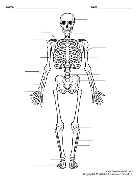 Printable Blank Skeleton Quiz