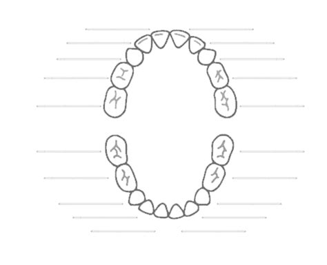 Printable Blank Tooth Chart: A Comprehensive Guide