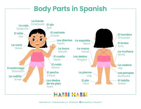 Printable Body Part Chart Espanol