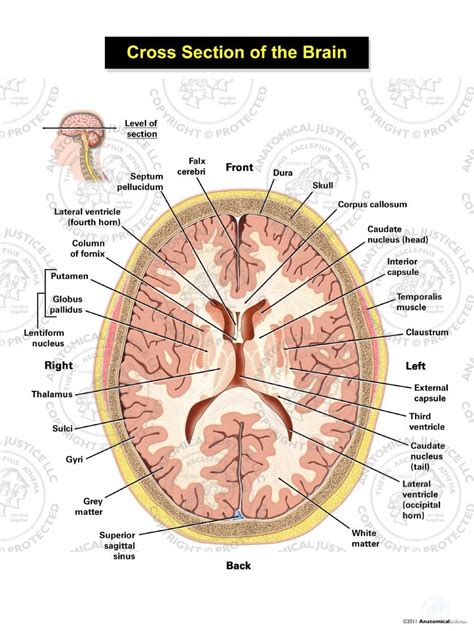 Printable Brain Cross Section