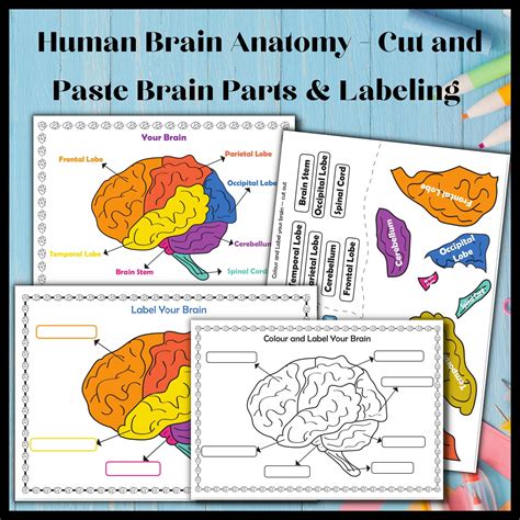 Printable Brain For Primary Grades